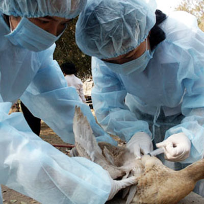 Cảnh giác trước cúm A/H5N1 và virus mới giống SARS