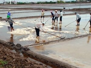 Người làm muối Bạc Liêu thất thu do mưa trái mùa
