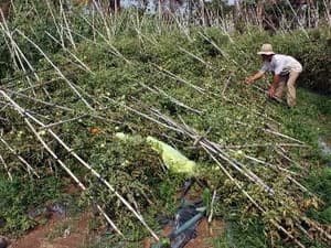 Cao nguyên đá Đồng Văn lại hứng trận mưa đá lớn