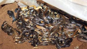 Bắt một vụ vận chuyển 1,6 tạ rắn hổ mang tại Hà Nội