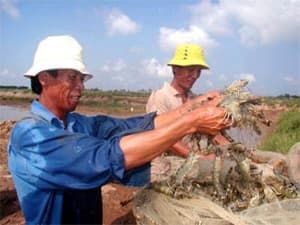 Cà Mau: Giá tôm nguyên liệu tăng nhưng vẫn thiếu nguồn cung