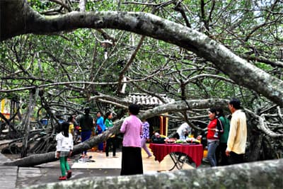 “Cây di sản”đầu tiên ở Đồng bằng sông Cửu Long