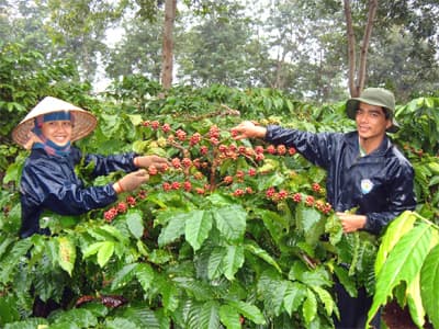 Người trồng cà phê có nhiều cơ hội