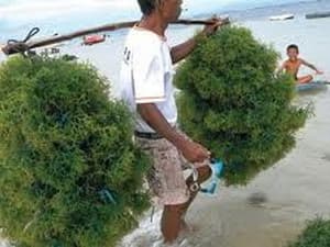 Rong sụn: Cây "xóa nghèo" của ngư dân Ninh Thuận