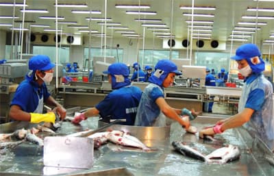 Tìm giải pháp vực dậy ngành cá tra