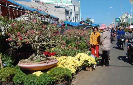 Gia Lai: Khai mạc Hội hoa xuân Giáp Ngọ 2014