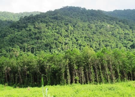Đắk Nông khai trừ đảng viên lấn chiếm đất rừng