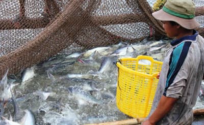 Đồng bằng sông Cửu Long: Người nuôi cá tra lao đao vì giá