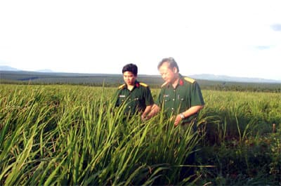 Công ty 74: Cho dân mượn 600 ha đất để trồng lúa