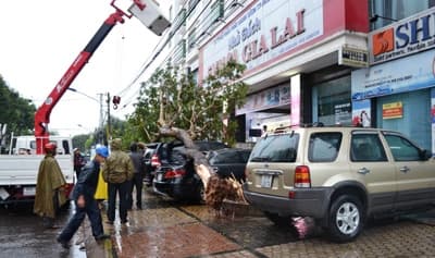 Gia Lai: Trời mưa dông, cây đỗ đè bẹp hai xe ô tô