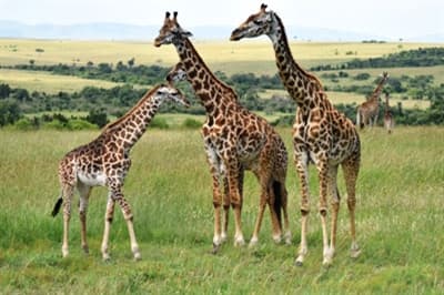 Triển khai tour du lịch đi Kenya cho du khách Việt
