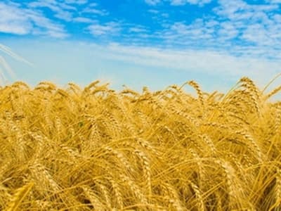 Belarus có khả năng xuất gần 5 tỷ USD nông sản