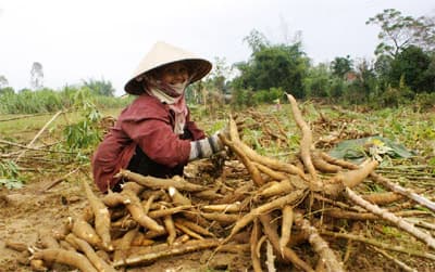 Gượng dậy sau lũ