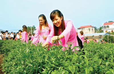 Nhiều tuyến du lịch phục vụ du khách tham dự Festival Trà 2013