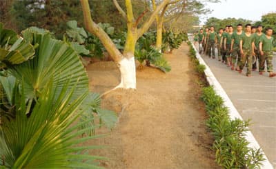 Cọ sẻ nơi thao trường cửa biển