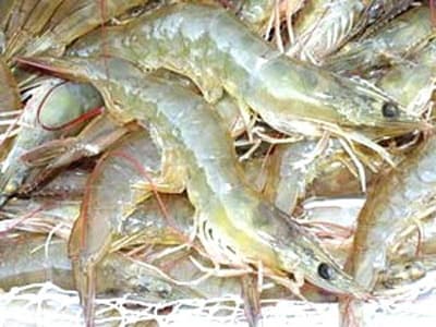 Sóc Trăng: Thận trọng trong thả nuôi tôm niên vụ 2013