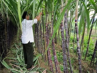 Nghệ An: Thay đổi phương thức trồng mía cho hiệu quả cao hơn