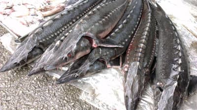 Thu giữ 300kg cá tầm nhập lậu tại tỉnh Quảng Ninh