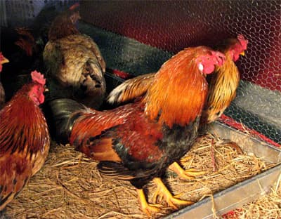 Chiêm ngưỡng sản vật tiến vua