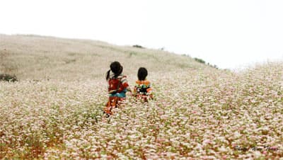 Xao xuyến mùa hoa tam giác mạch