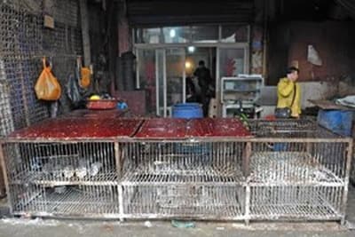 Trung Quốc công bố ca tử vong thứ 100 do nhiễm H7N9