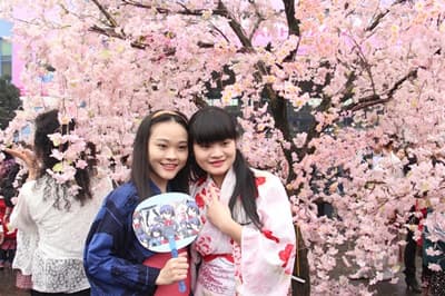 Hoa anh đào khoe sắc trong mưa xuân Hà Nội