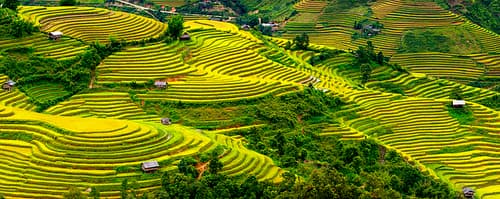 “Biển vàng” Mù Cang Chải vẫy gọi!