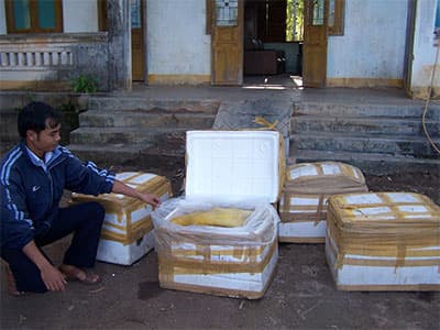 Kon Tum: Xử phạt xe khách chở hơn 300kg thịt thối