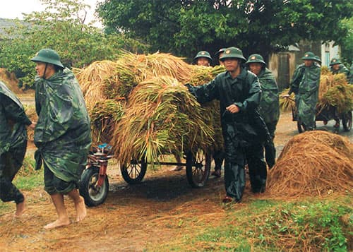 Cứu lúa trên quê lúa