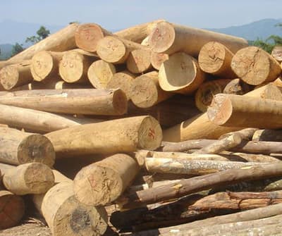 EU công nhận Việt Nam phát triển định nghĩa gỗ hợp pháp
