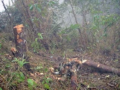 “Nóng” nạn phá rừng giáp ranh tại tỉnh Bình Thuận
