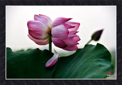 Khai mạc triển lãm “Sen hồng đất Việt- Đời sen 14”