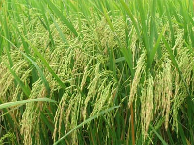Cả nước được mùa lúa đông xuân