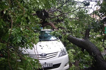 Hà Nội: Gió dông giật đổ cây cổ thụ, 3 xe ô-tô bị bẹp dúm