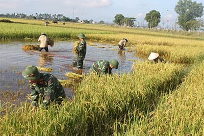 Gần 300 cán bộ, chiến sĩ Bộ chỉ huy Quân sự, Công an tỉnh giúp dân hoạch lúa.