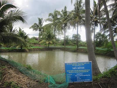 Đưa Cá rô đầu vuông lên cao nguyên