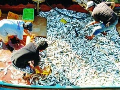Tiền Giang phát huy vai trò dịch vụ hậu cần nghề cá