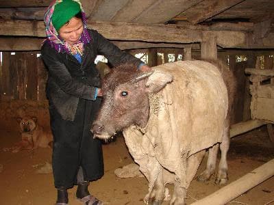 Sử dụng ngân sách dự phòng phòng, chống đói, rét cho vật nuôi