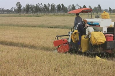 Kiên Giang: Nhân rộng mô hình sản xuất lúa theo hướng công nghiệp hóa