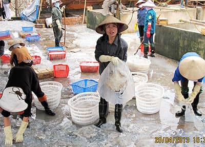 Sứa Cồn Vành