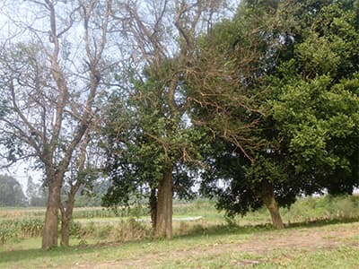 Hai cây duối di sản ở Làng cổ Đường Lâm đang “chết mòn”
