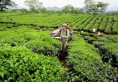 Tân Trào mùa xuân về