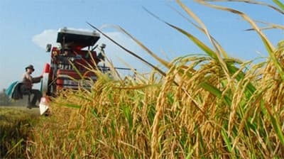 Giá lúa Hè Thu sụt giảm do mưa lớn kéo dài