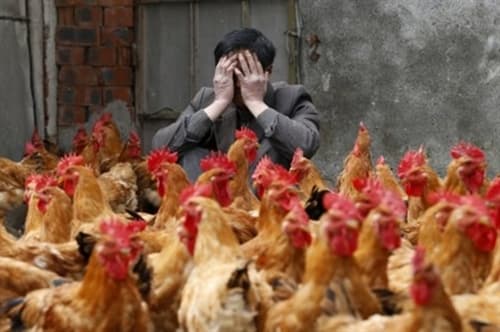 Thêm một trường hợp nhiễm cúm gia cầm H5N6 tại Trung Quốc