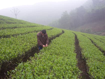 Trưởng thôn đi đầu trồng chè lai