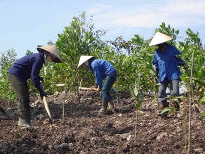 “Xanh hóa” những mỏ than