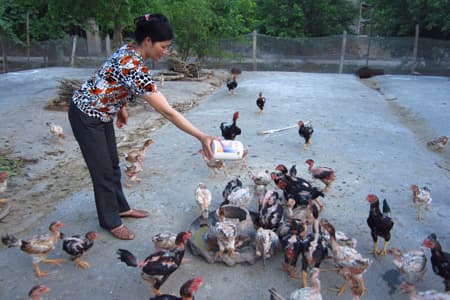 Thương hiệu "Gà Móng Tiên Phong"