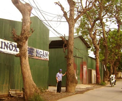 Nhiều cây xanh bị “hành” đến chết