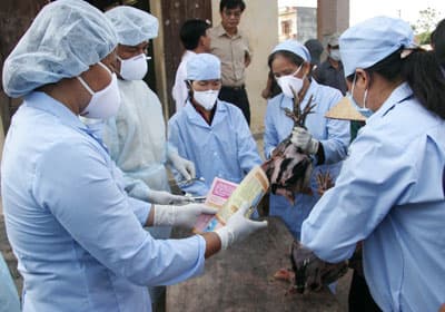 USAID tài trợ 300.000 USD chống cúm ở Việt Nam