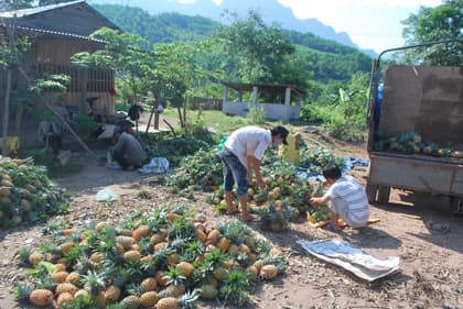 Đại Lộc bội thu dứa ngọt